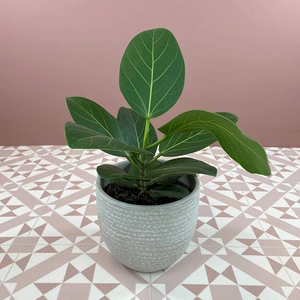 Ficus benghalensis (Pot Sizes 12-27cm) Banyan tree