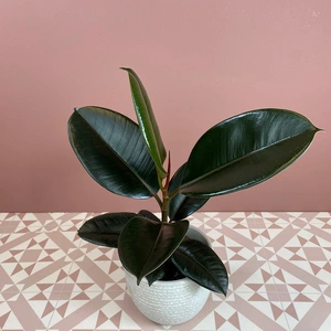 Ficus elastica 'Abidjan' (Pot Size 12cm) Rubber plant