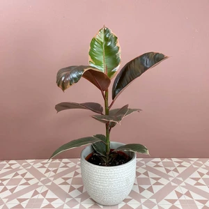 Ficus elastica 'Belize' (11cm) Rubber Plant