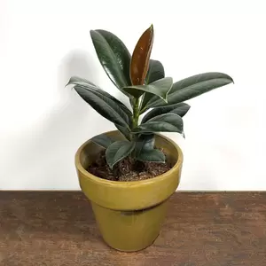 Ficus elastica 'Melany' (Pot Size 14cm) Rubber Plant