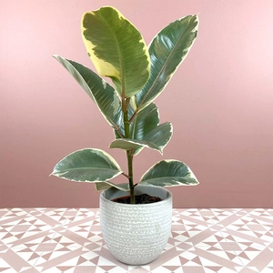 Ficus Elastica Tineke (12cm) Rubber plant