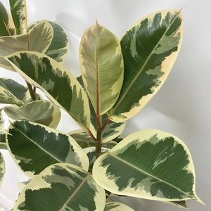 Ficus elastica 'Tineke' (30cm) Rubber plant