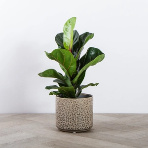 Ficus lyrata 'Bambino' (Pot Size 12cm) Fiddle Leaf Fig