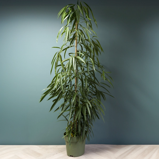 Ficus maclellandii Alii (Pot Size 21cm) Approx Height 110cm Banana Leaf Fig - image 4