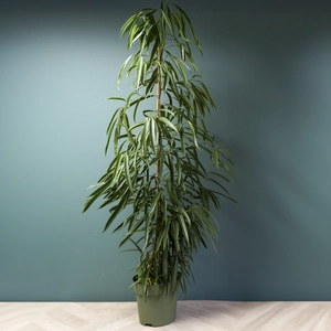 Ficus maclellandii Alii (Pot Size 21cm) Approx Height 110cm Banana Leaf Fig - image 4