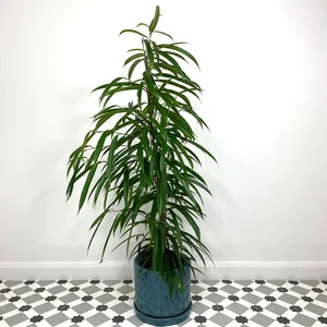 Ficus maclellandii Alii (Pot Size 21cm) Approx Height 110cm Banana Leaf Fig - image 1