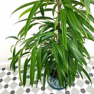Ficus maclellandii Alii (Pot Size 21cm) Approx Height 110cm Banana Leaf Fig - image 2