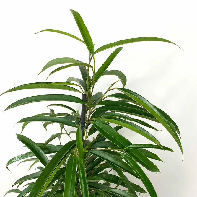 Ficus maclellandii Alii (Pot Size 21cm) Approx Height 110cm Banana Leaf Fig - image 3