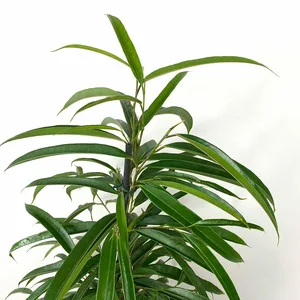 Ficus maclellandii Alii (Pot Size 21cm) Approx Height 110cm Banana Leaf Fig - image 3