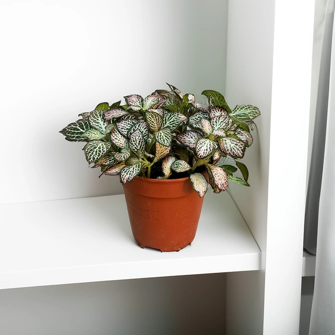 Fittonia Mix 'Green & Pink' (Pot Size 12cm) Nerve Plant - image 1