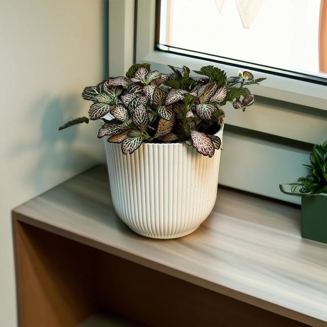 Fittonia Mix 'Green & Pink' (Pot Size 12cm) Nerve Plant - image 3