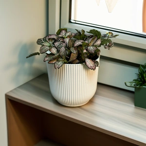 Fittonia Mix 'Green & Pink' (Pot Size 12cm) Nerve Plant - image 3