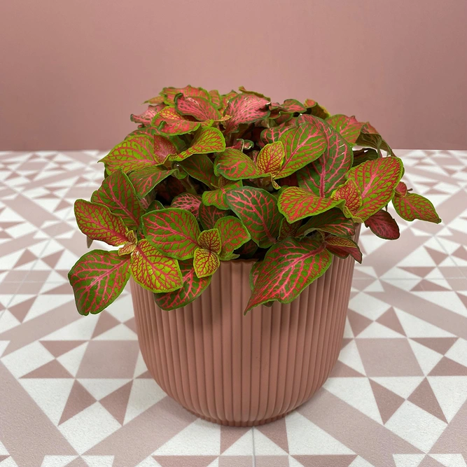 Fittonia 'Ruby Lime' (Pot Size 12cm) Nerve plant - image 1