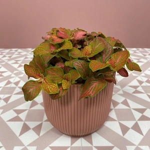 Fittonia 'Ruby Lime' (Pot Size 12cm) Nerve plant - image 1