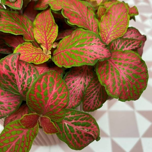 Fittonia 'Ruby Lime' (Pot Size 12cm) Nerve plant - image 2