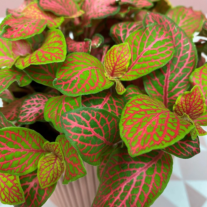 Fittonia 'Ruby Lime' (Pot Size 12cm) Nerve plant - image 3