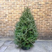 Fraser Fir Christmas Trees