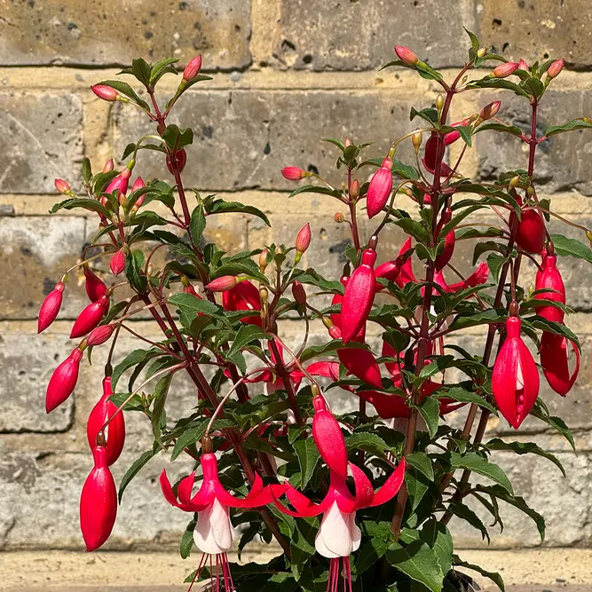 Fuchsia 'Bella Evita' (Pot Size 1L) - image 2
