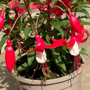 Fuchsia 'Bella Evita' (Pot Size 1L) - image 3
