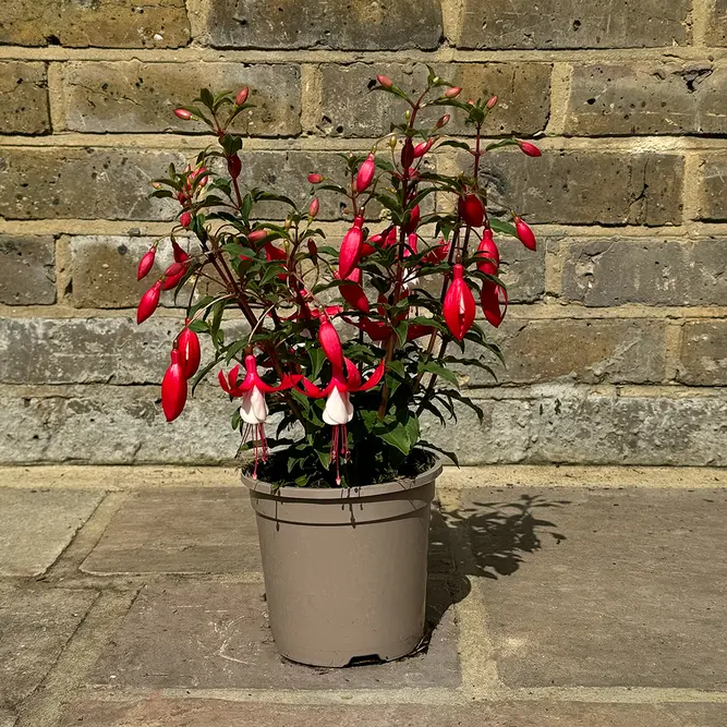 Fuchsia 'Bella Evita' (Pot Size 1L) - image 4
