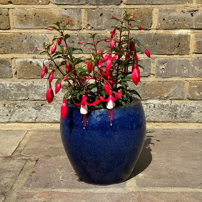 Fuchsia 'Bella Evita' (Pot Size 1L) - image 5