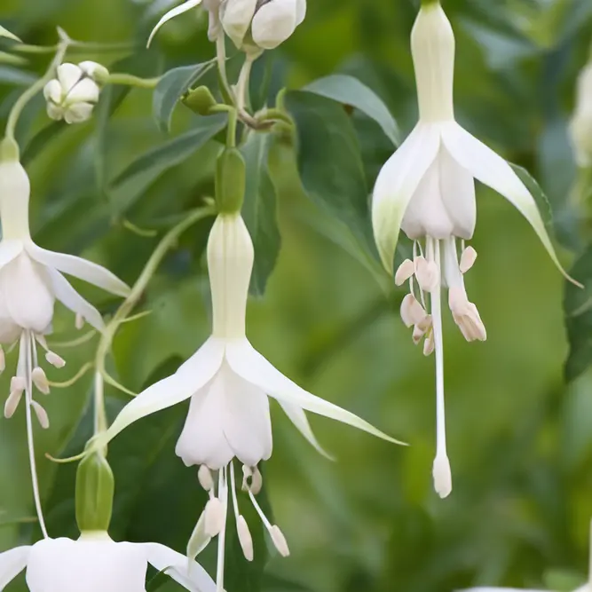 Fuchsia Hardy Hawkshead (Pot Size 3L)