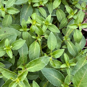 Fuchsia 'Lady Thumb' (Pot Size 3L) - image 2