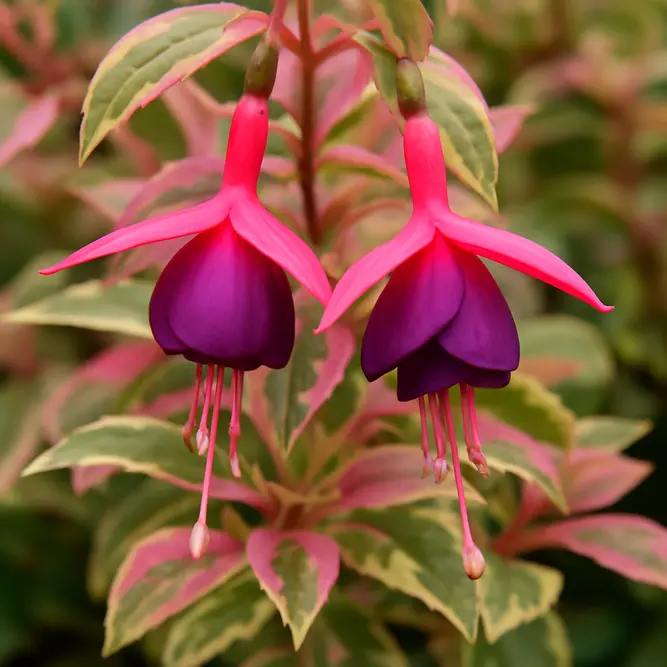 Fuchsia 'Sunray' (Pot Size 1L) - image 1