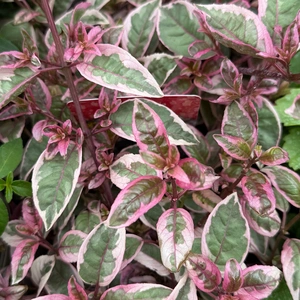 Fuchsia 'Sunray' (Pot Size 1L) - image 2