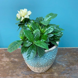 Gardenia jasminoides (Pot Size 9cm) Cape jasmine - image 1