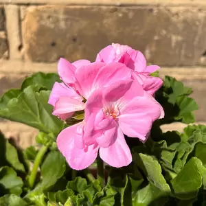 Geranium Zonal  Light Pink (Pot Size 10.5cm)