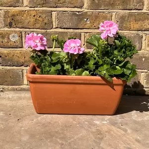 Geranium Zonal Pink (Pot Size 10.5cm) - image 3