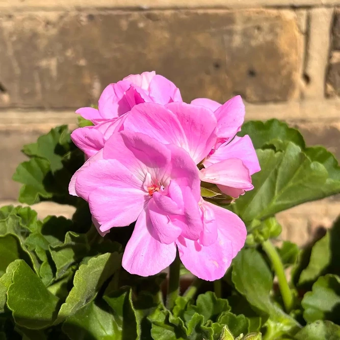 Geranium Zonal Pink (Pot Size 10.5cm) - image 1