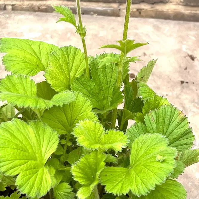 Geum 'Scarlet Tempest' - Tempest Series (Pot Size 1L) - image 3