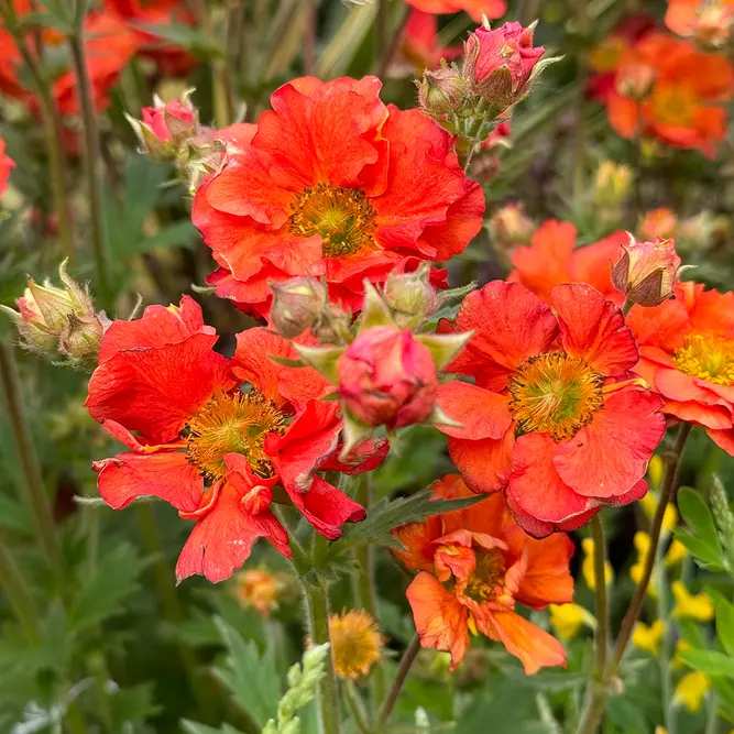 Geum 'Scarlet Tempest' - Tempest Series (Pot Size 1L) - image 1