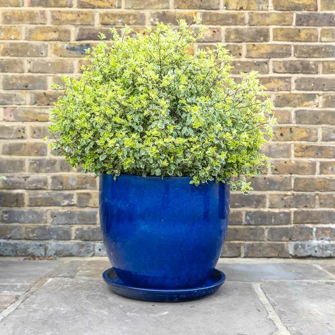 Glazed Terracotta Large Saucer Blue (D45cm) Handmade Plant Pot Saucer - image 4