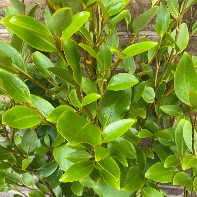 Griselinia Hedge (Pot Size 5L) New Zealand Broadleaf Hedge - Evergreen Hedging Plant - image 1