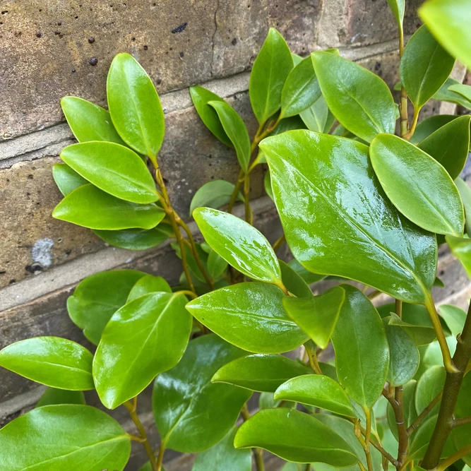 Griselinia littoralis 'Green Horizon' (Pot Size 3L) - image 3