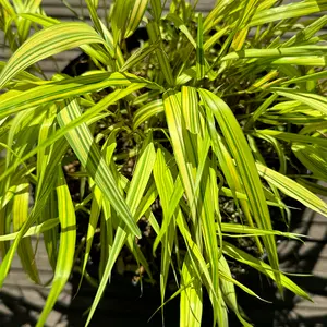 Hakonechloa macra 'Aureola' (Pot Size 5L) Japanese Forest Grass