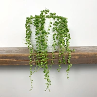 Hanging Plants