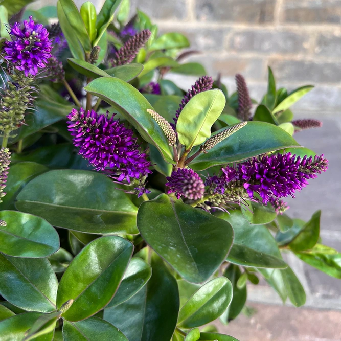 Hebe Addenda® 'Donna Alexa' (23cm) Dark-Purple Flowering Hebe - image 3