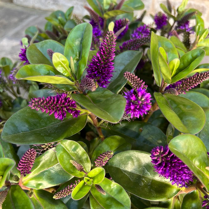 Hebe Addenda® 'Donna Alexa' (23cm) Dark-Purple Flowering Hebe - image 1
