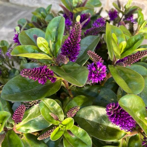 Hebe Addenda® 'Donna Alexa' (23cm) Dark-Purple Flowering Hebe - image 1