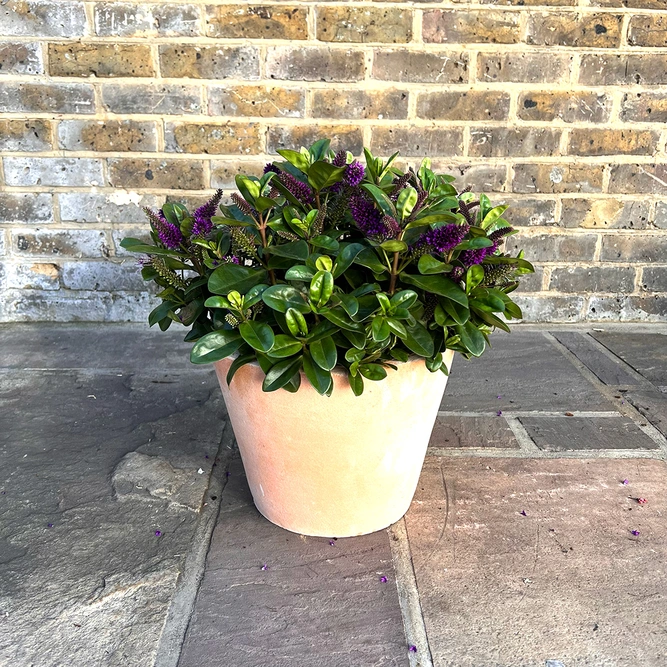 Hebe Addenda® 'Donna Alexa' (23cm) Dark-Purple Flowering Hebe - image 2