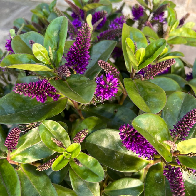 Hebe Addenda® 'Donna Alexa' (23cm) Dark-Purple Flowering Hebe - image 4