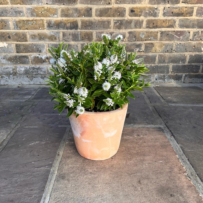 Hebe Addenda® 'Donna Jenna' (15cm) White-Flowering Hebe - image 2