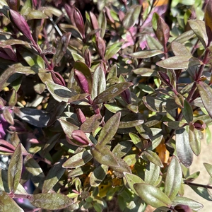 Hebe 'Black Beauty' (Pot Size 2L) Shrubby Veronica - image 1