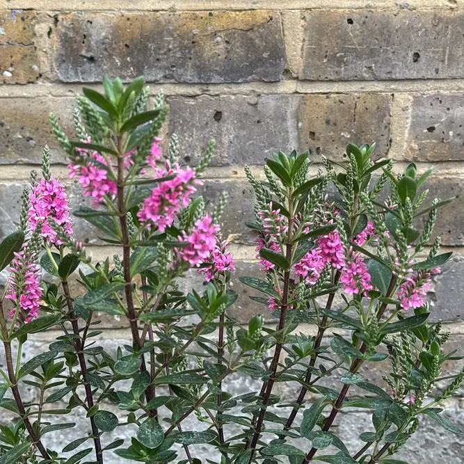 Hebe 'Pink Pixie' (Pot Size 2L) Shrubby Veronica - image 1