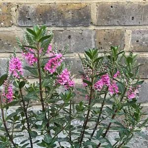 Hebe 'Pink Pixie' (Pot Size 2L) Shrubby Veronica - image 1