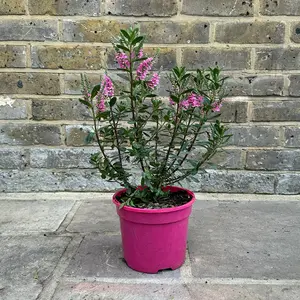 Hebe 'Pink Pixie' (Pot Size 2L) Shrubby Veronica - image 2
